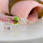 Synchronicity Glass Art ¡Á BUNGUBOX Glass Pen Sakura Mochi