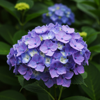 Hydrangea Double-sided Glass Pen. BUNGUBOX x Synchronicity Glass Art